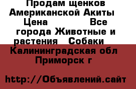 Продам щенков Американской Акиты › Цена ­ 25 000 - Все города Животные и растения » Собаки   . Калининградская обл.,Приморск г.